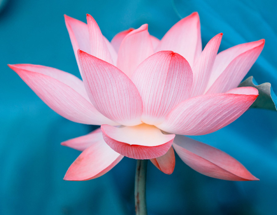 200dpi high resolution image