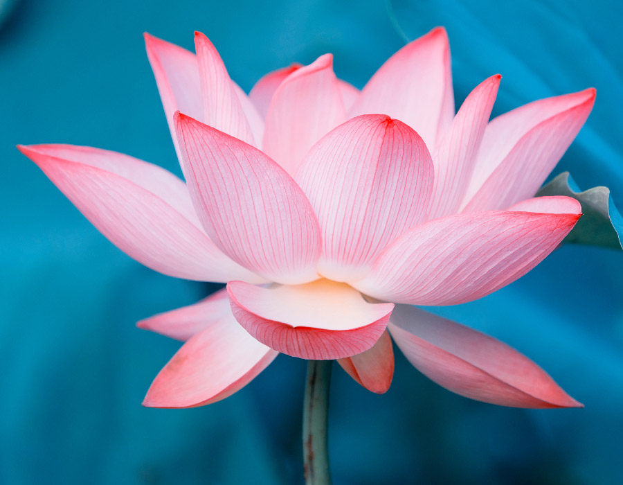 300dpi high resolution image